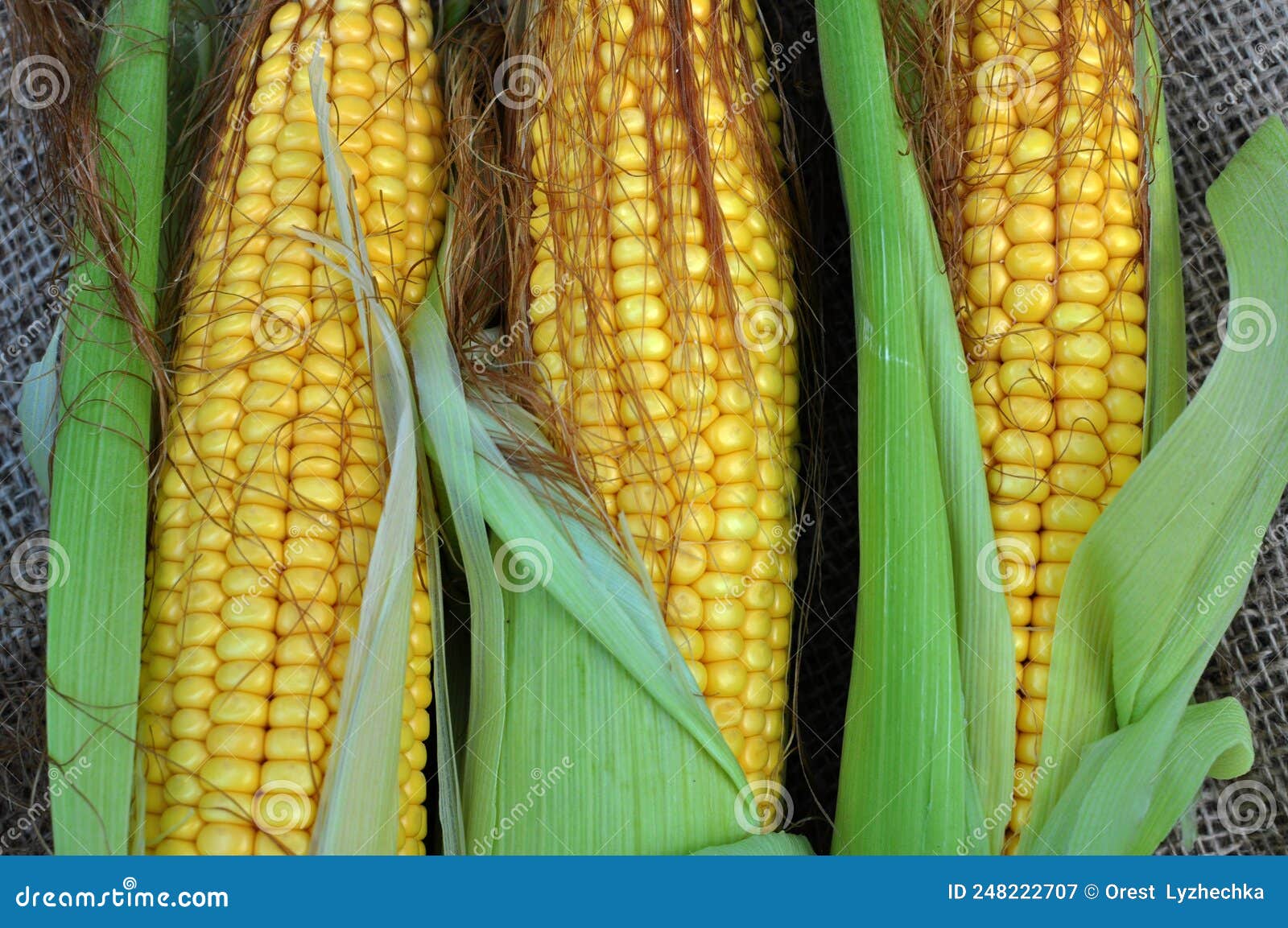 Cob of young corn stock image. Image of leaf, golden 248222707