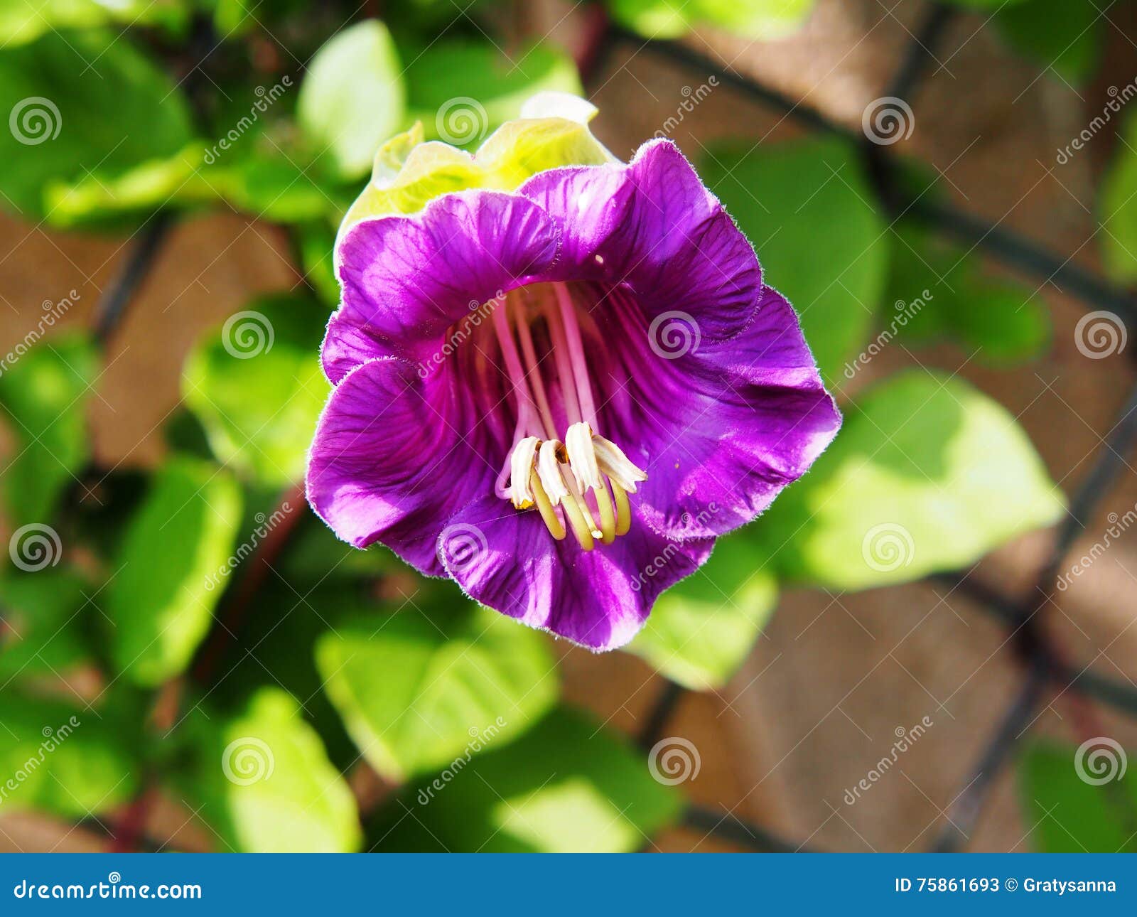 cobaea scandens flower closeup