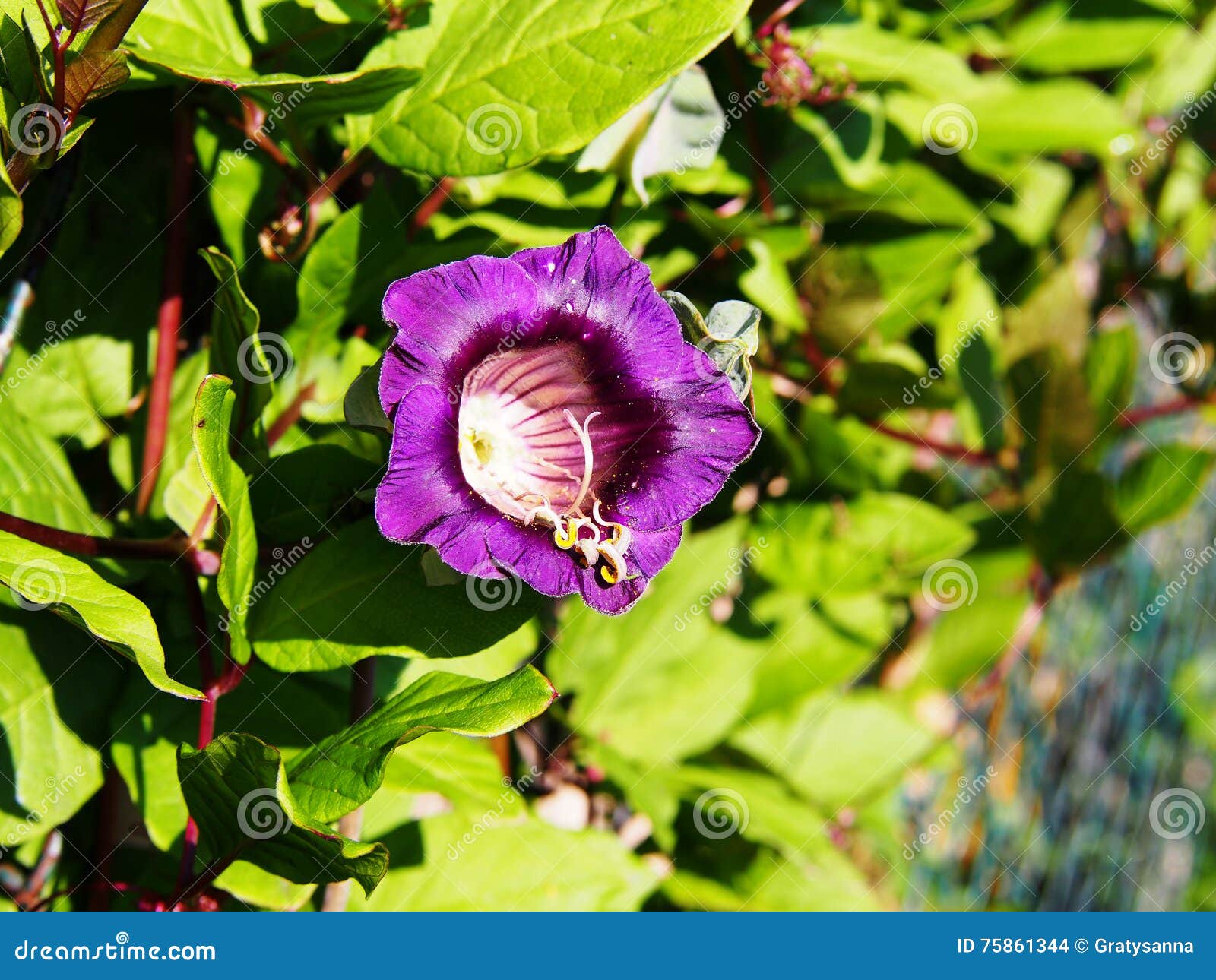 cobaea scandens flower closeup