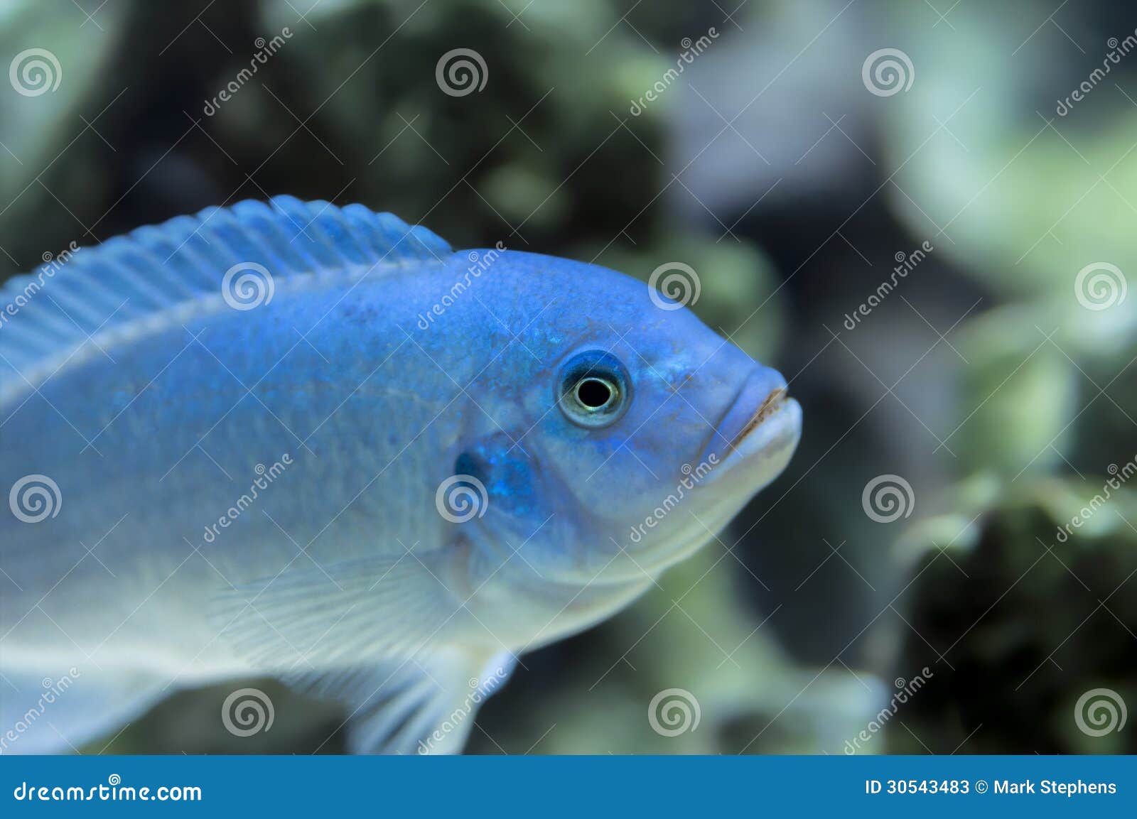 What is a cobalt blue cichlid?