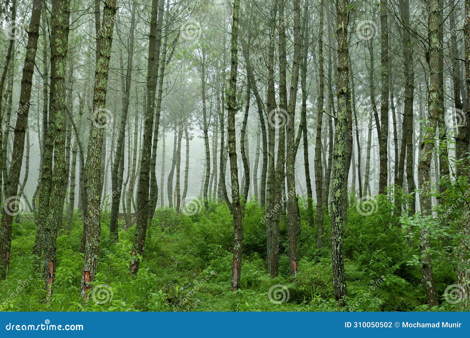 coban talun pine forest, malang, indonesia