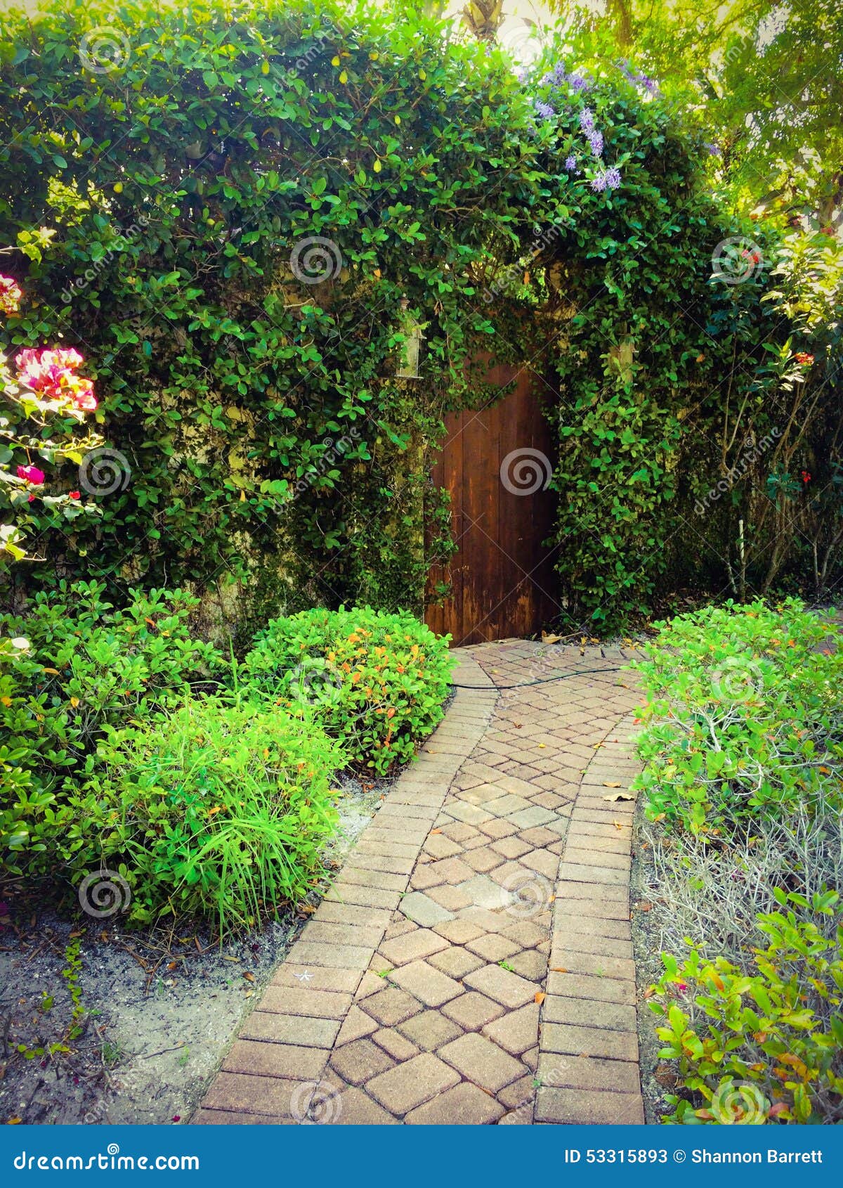 cobble pathway to the secret gardens entrance of overhanging vines and a old rustic door