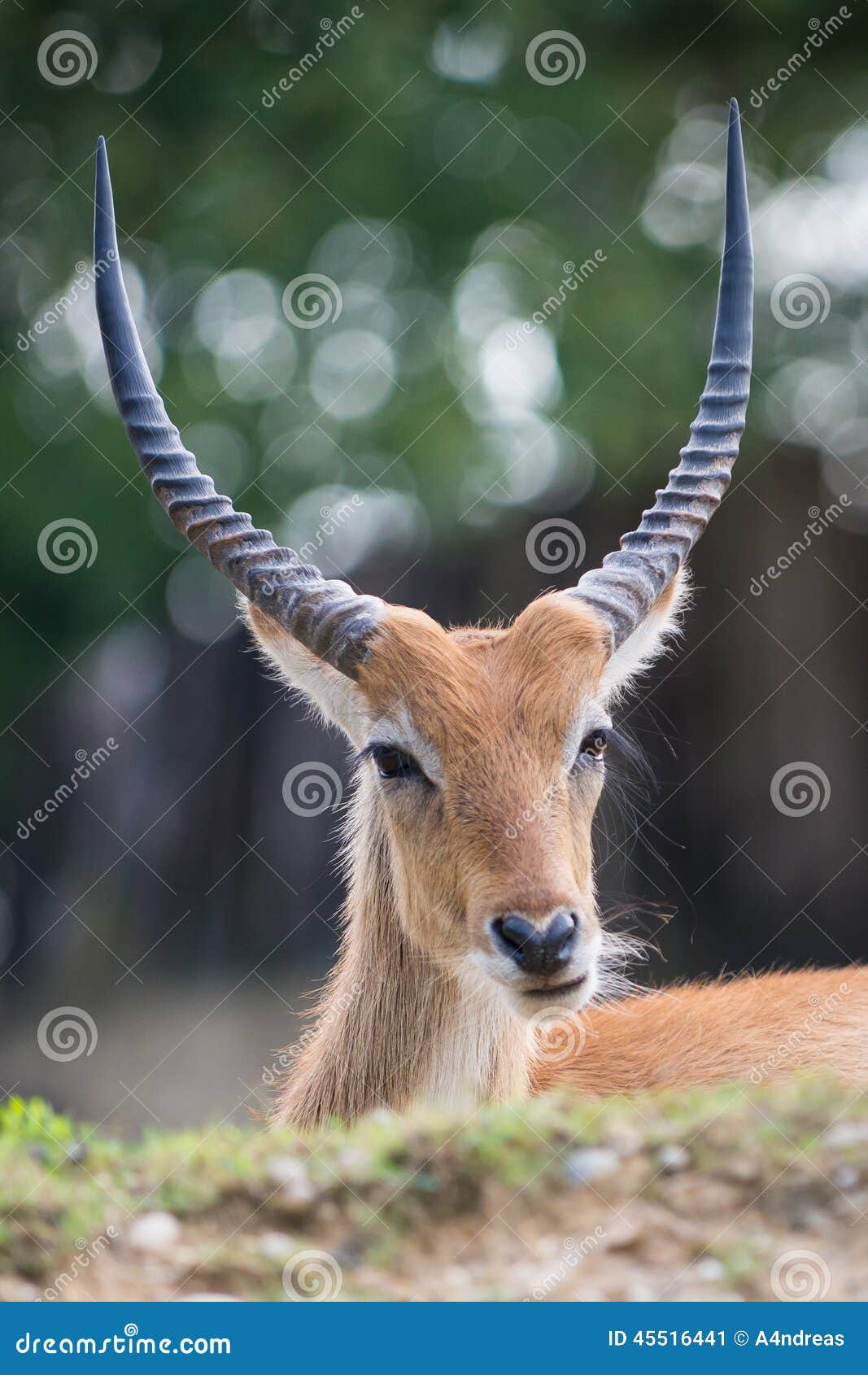 cobo dell'ellisse antilope portrait