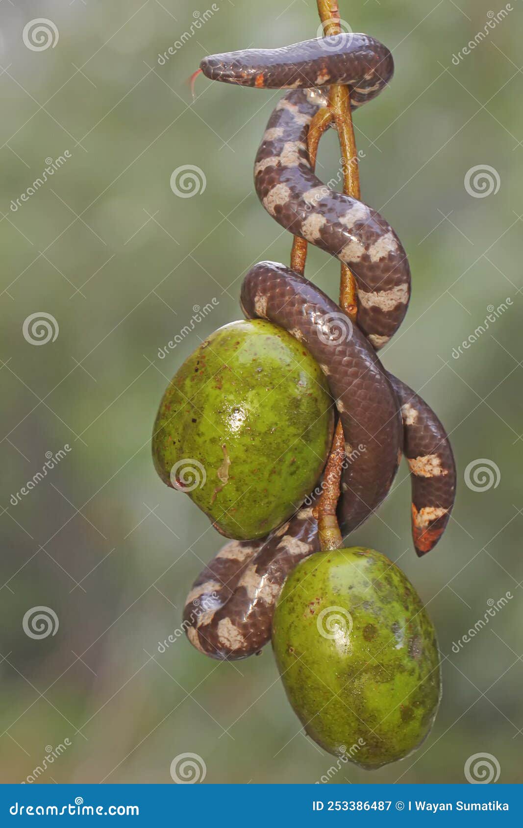 Quebra-cabeça Fruta da cobra (Plantas, Frutas)