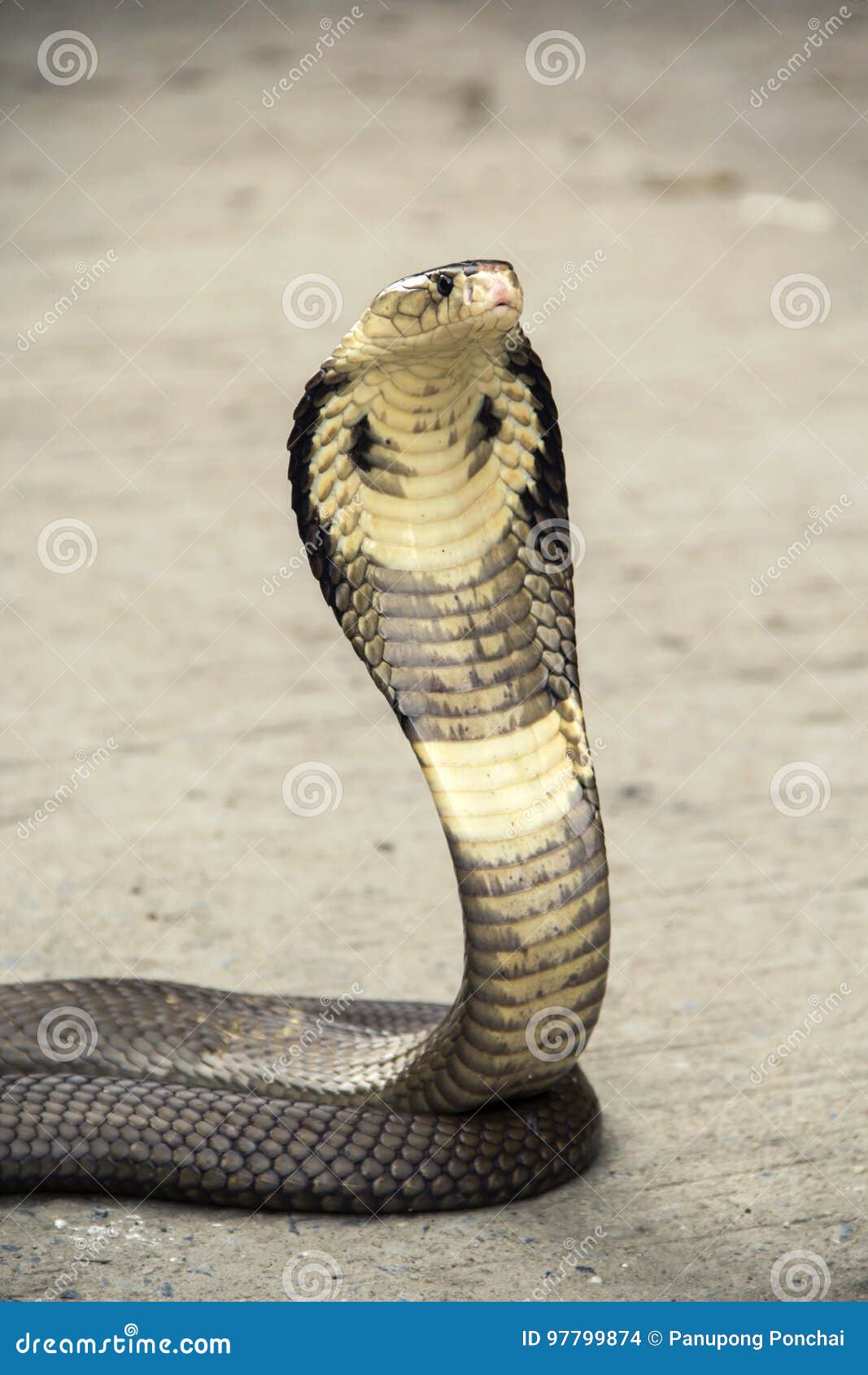 Cobra da serpente foto de stock. Imagem de selva, instinto - 97799874