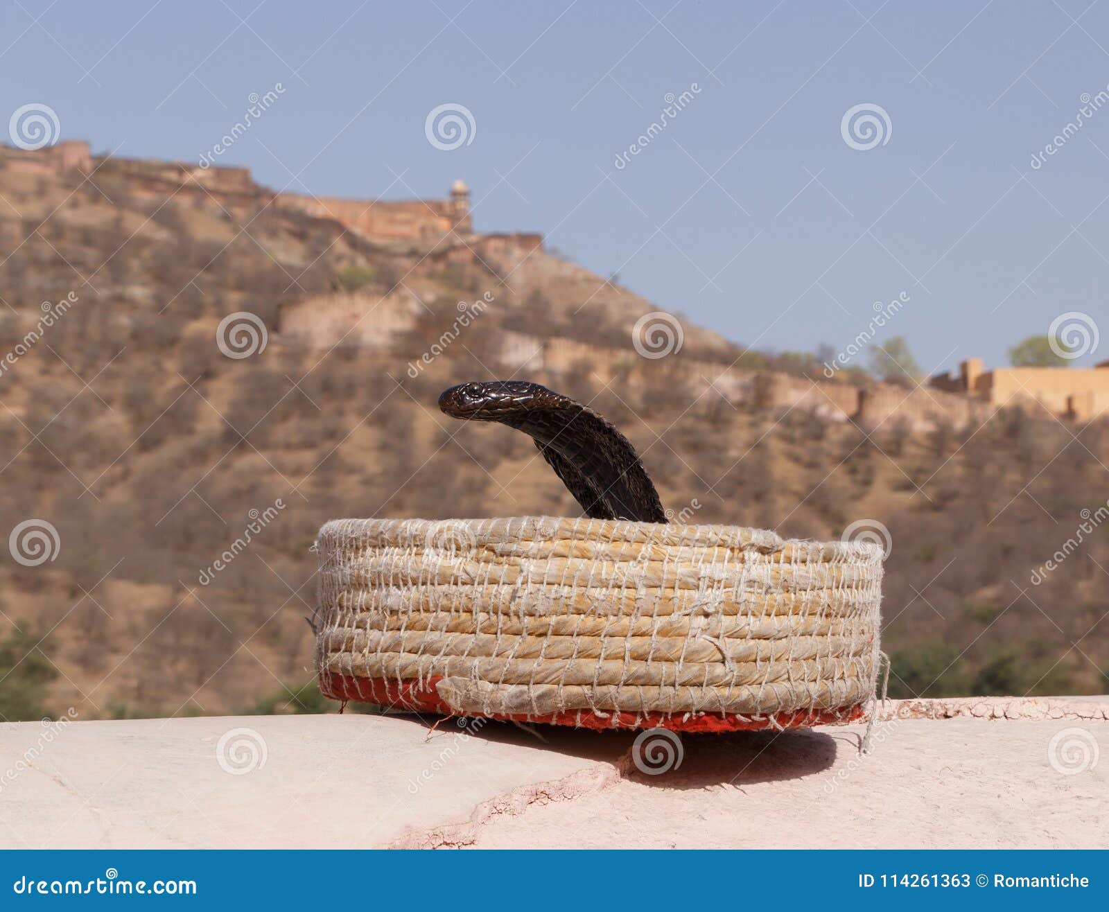 cobra in fakir`s basket against amer fort