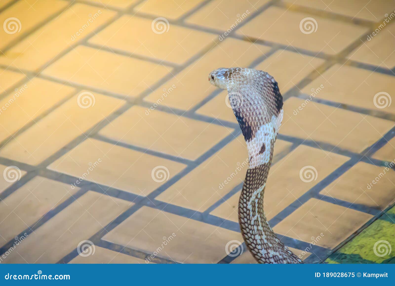 a cobra hooding and growling on the floor. the monocled cobra (naja kaouthia), also called monocellate cobra, is a deadly venomous