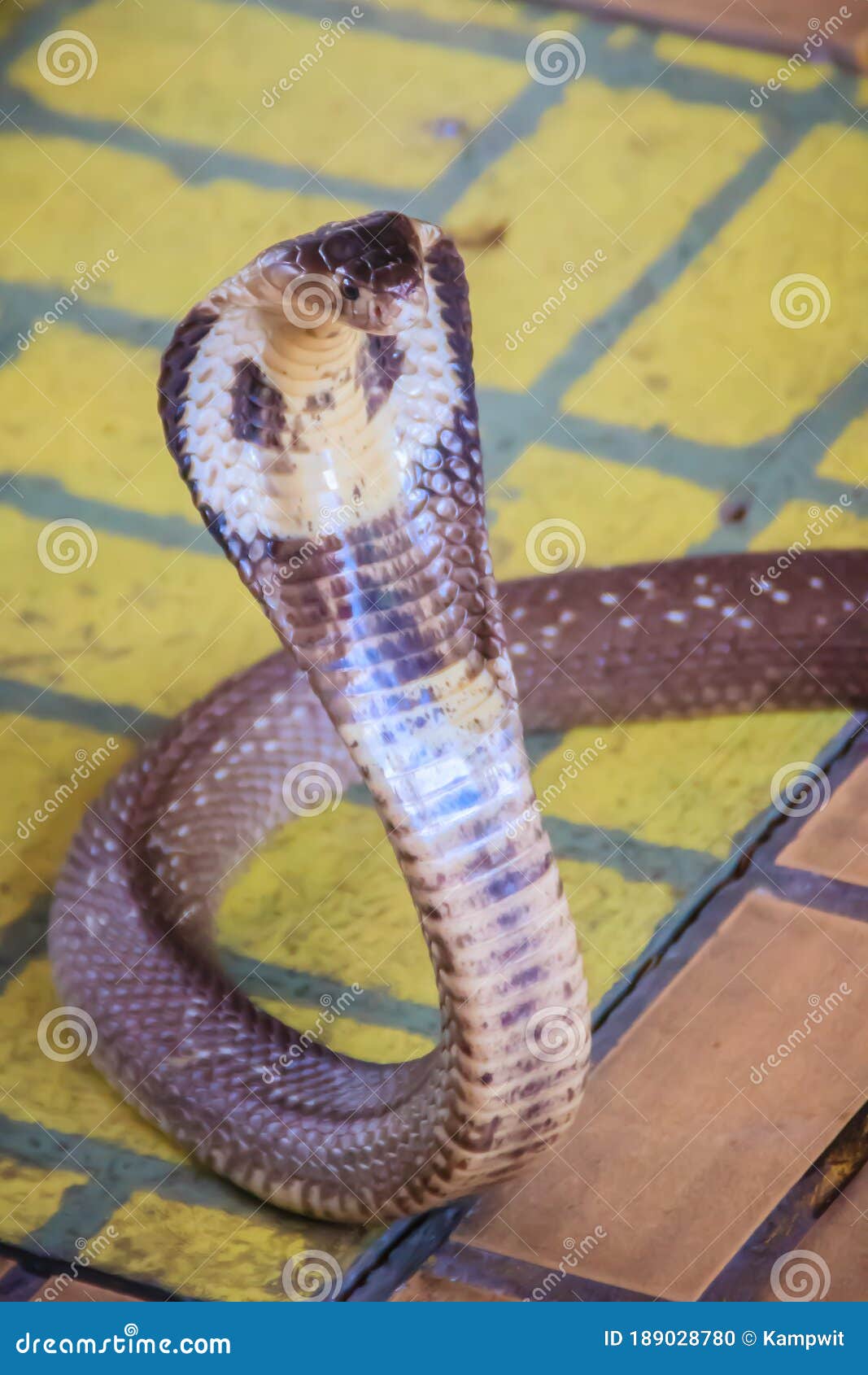 a cobra hooding and growling on the floor. the monocled cobra (naja kaouthia), also called monocellate cobra, is a deadly venomous