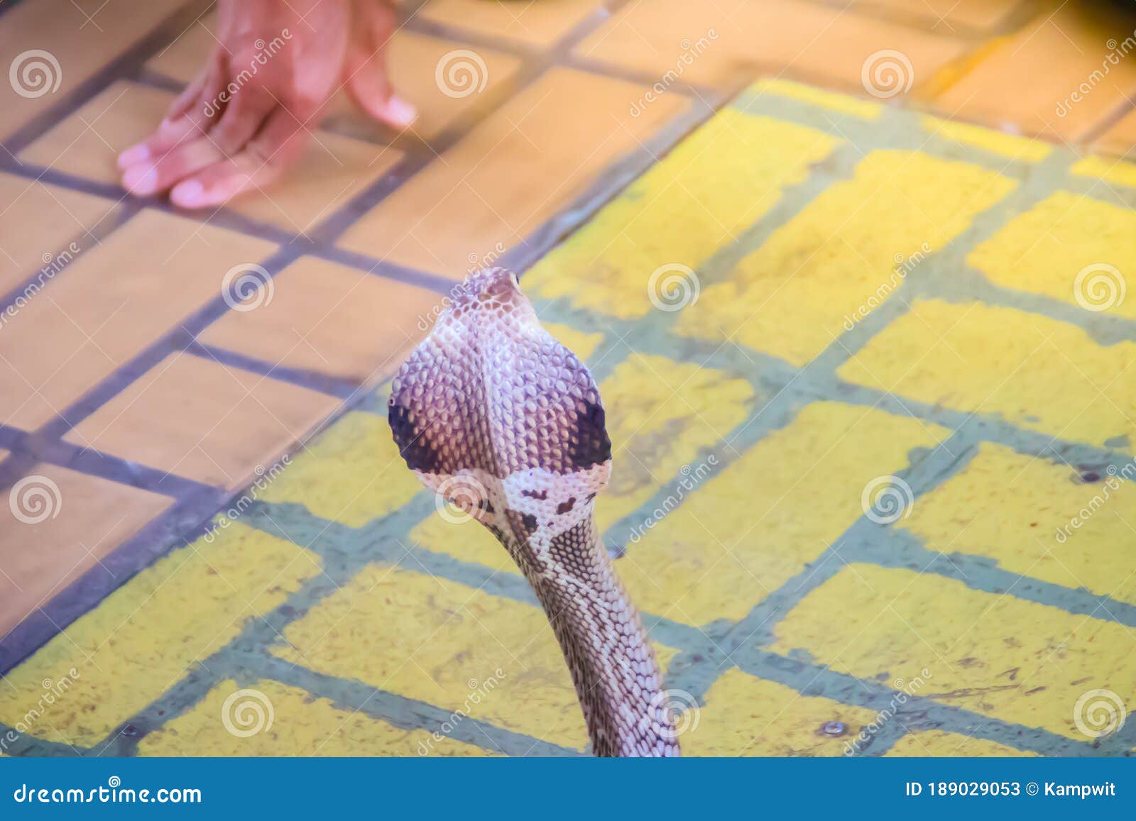 a cobra hooding and growling on the floor. the monocled cobra (naja kaouthia), also called monocellate cobra, is a deadly venomous