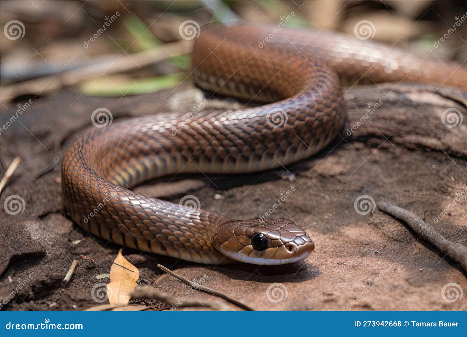 Esta é a Cobra Mais Letal do Mundo