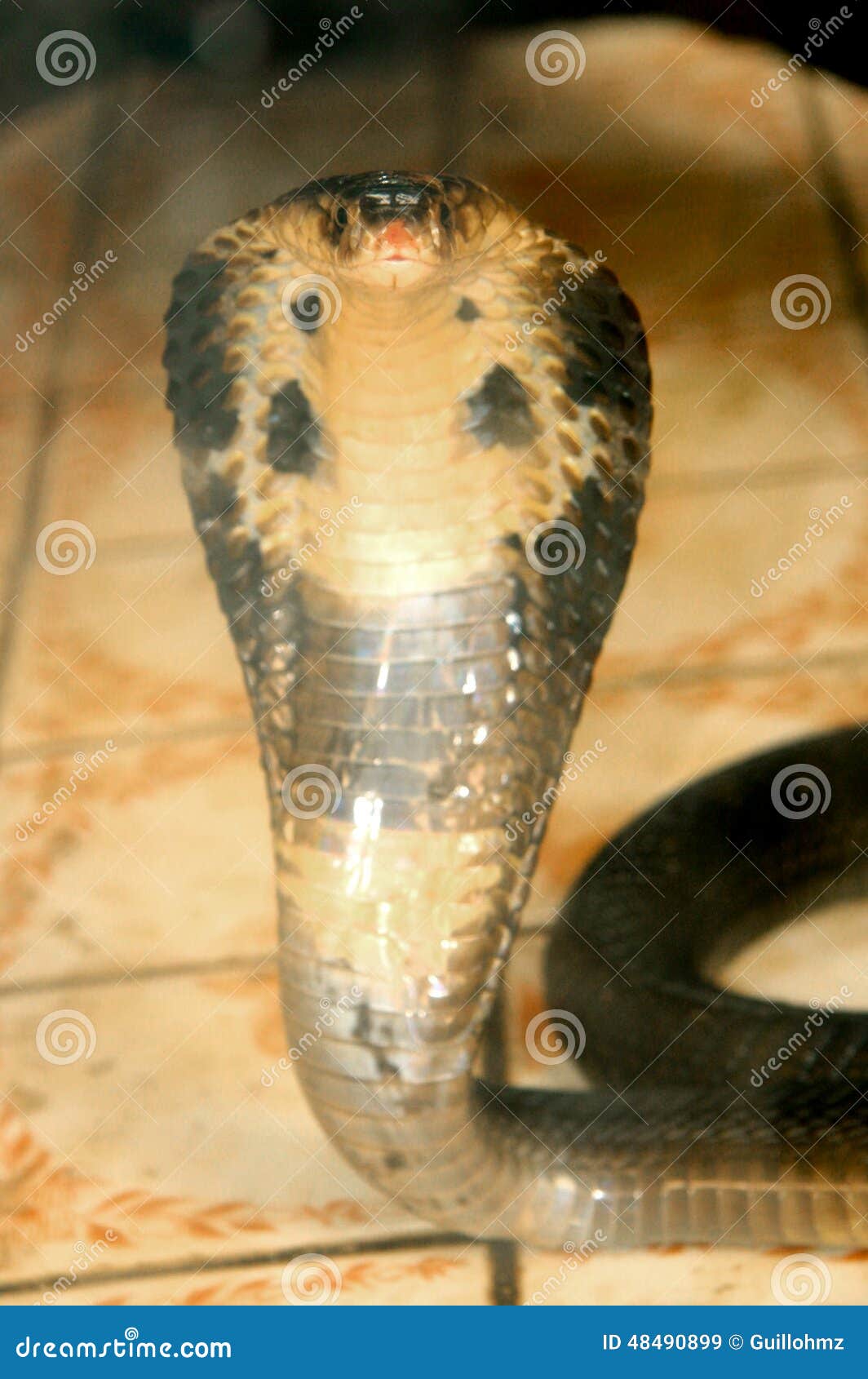COBRA NAJA stock image. Image of asia, cobras, front - 48490899