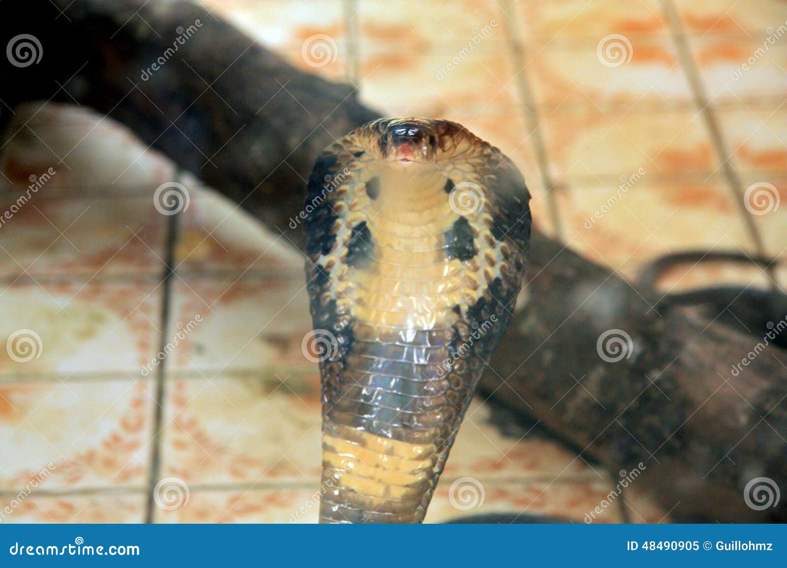 https://thumbs.dreamstime.com/z/cobra-naja-also-known-as-typical-true-cobras-known-raising-front-part-body-flattening-neck-warning-48490905.jpg