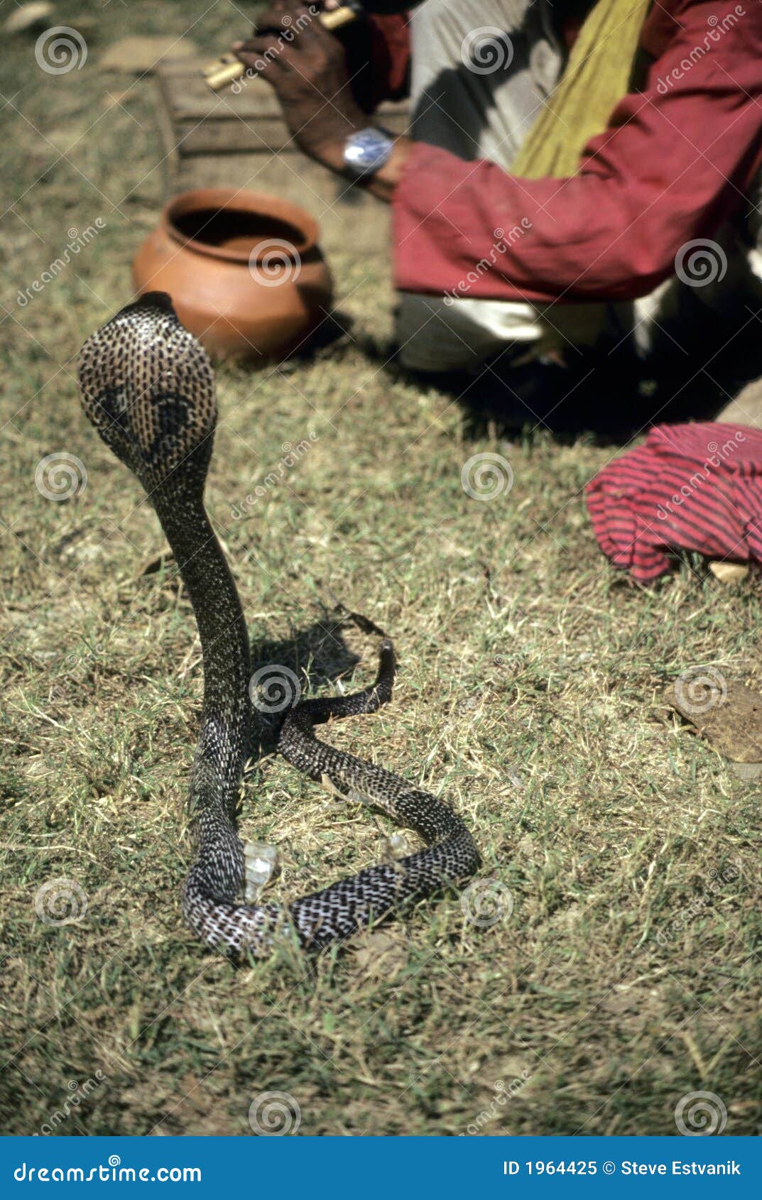 Snake Charmers in India Defy Laws to Practice Tradition: Photos