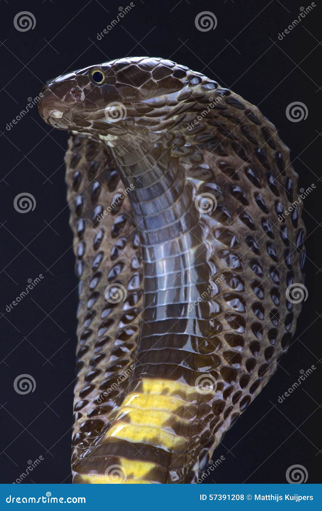 A cobra