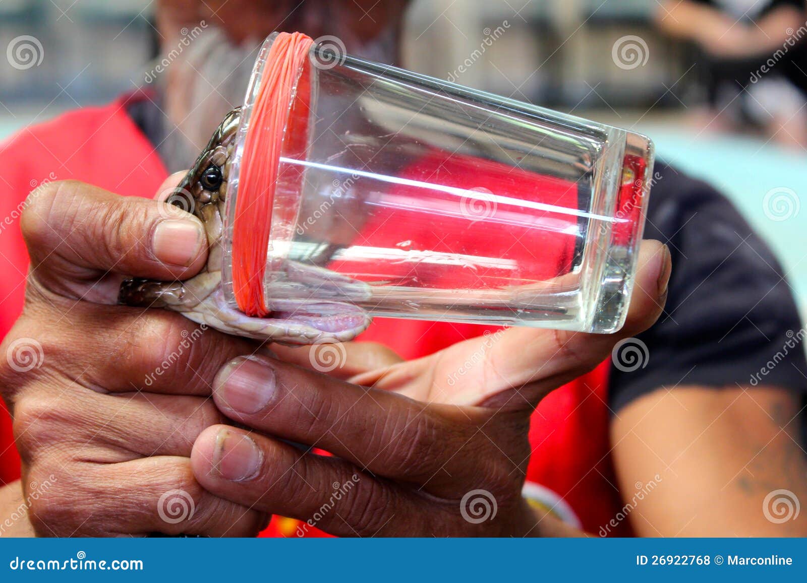 Cobra Snake Bite Venom stock photo. Image of bite, animals - 26922768