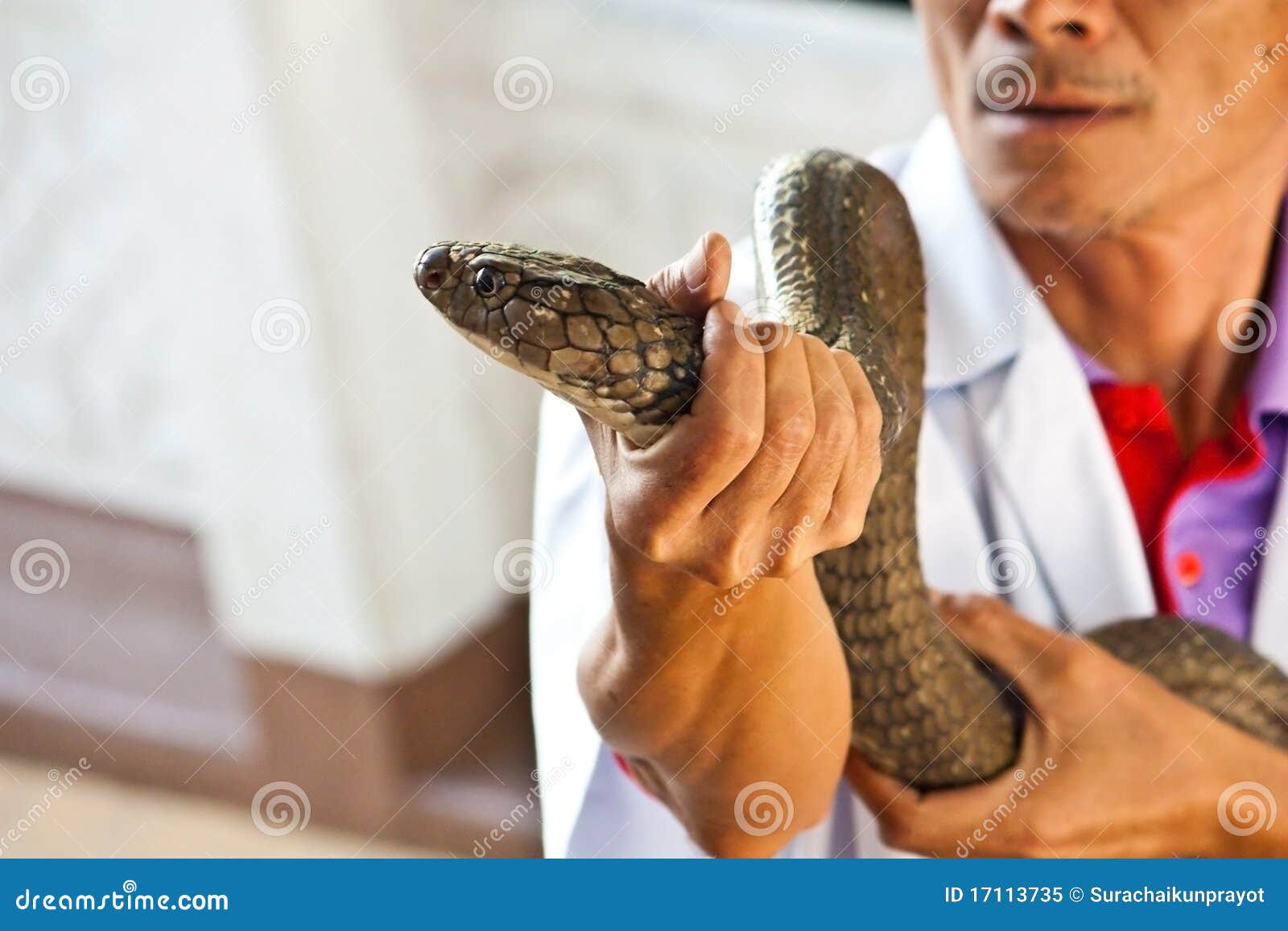 Cobra Snake Catcher Editorial Photo | CartoonDealer.com #17113735