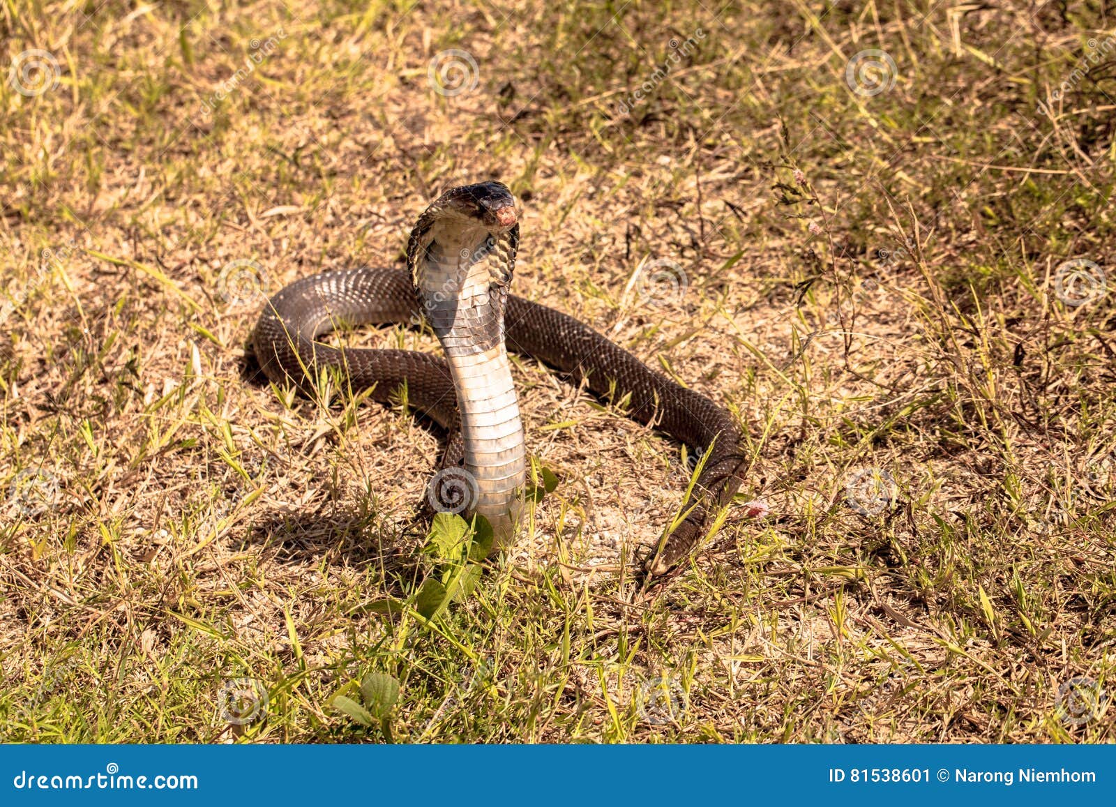 Cobra Snake On Grass Field Royalty Biology Diagrams