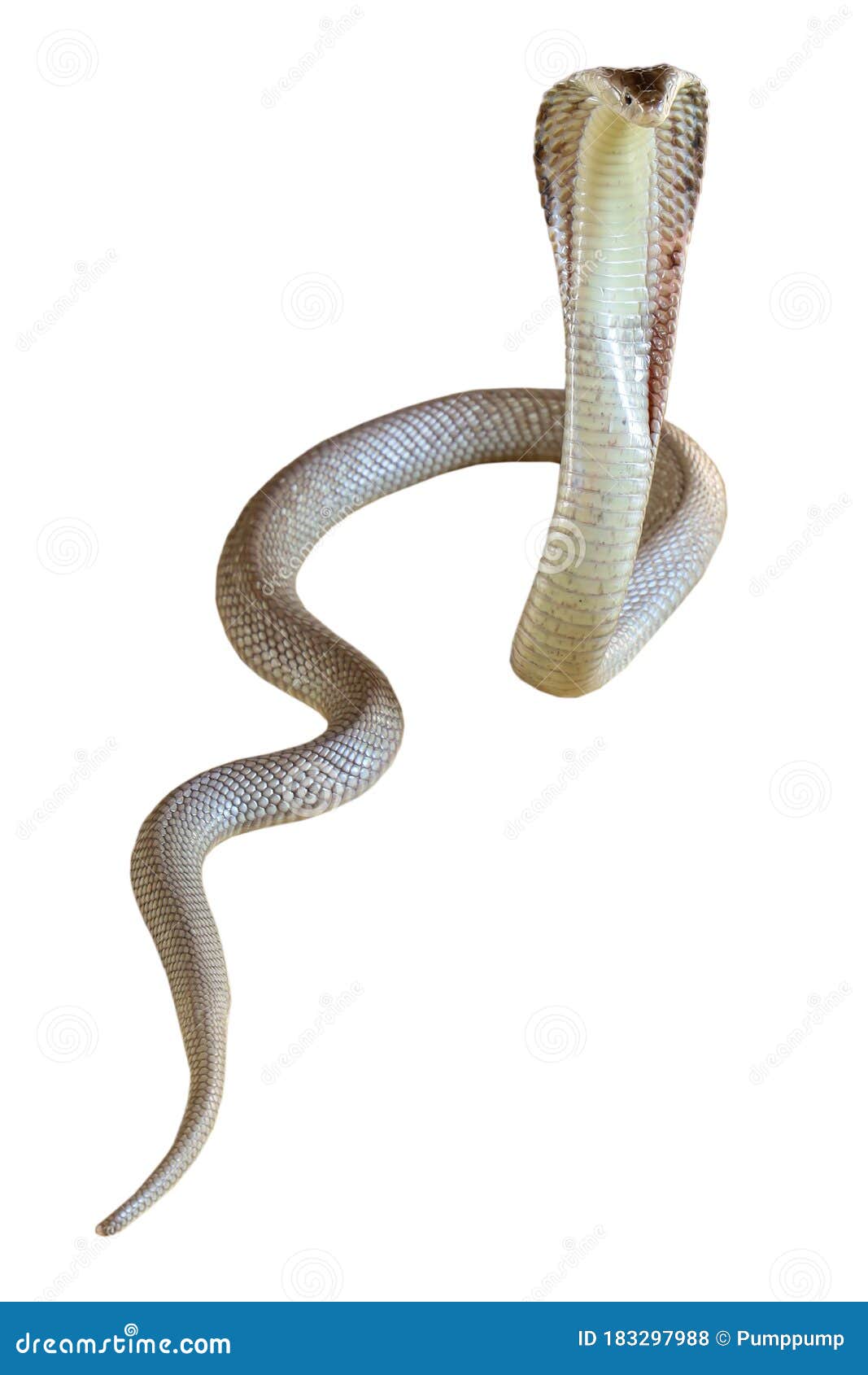 The Cobra Snake on White Background Have Path Stock Photo - Image of  thailand, asia: 183297988