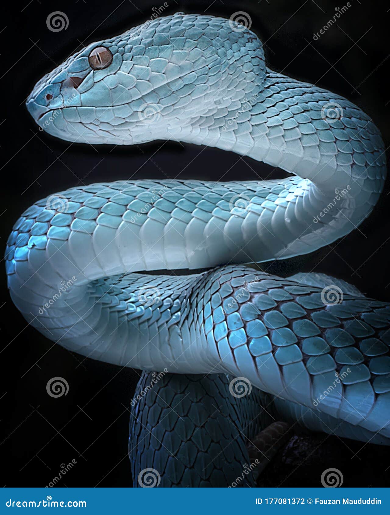 Frente Azul Víbora Cobra Closeup Víbora Cobra Azul Insularis