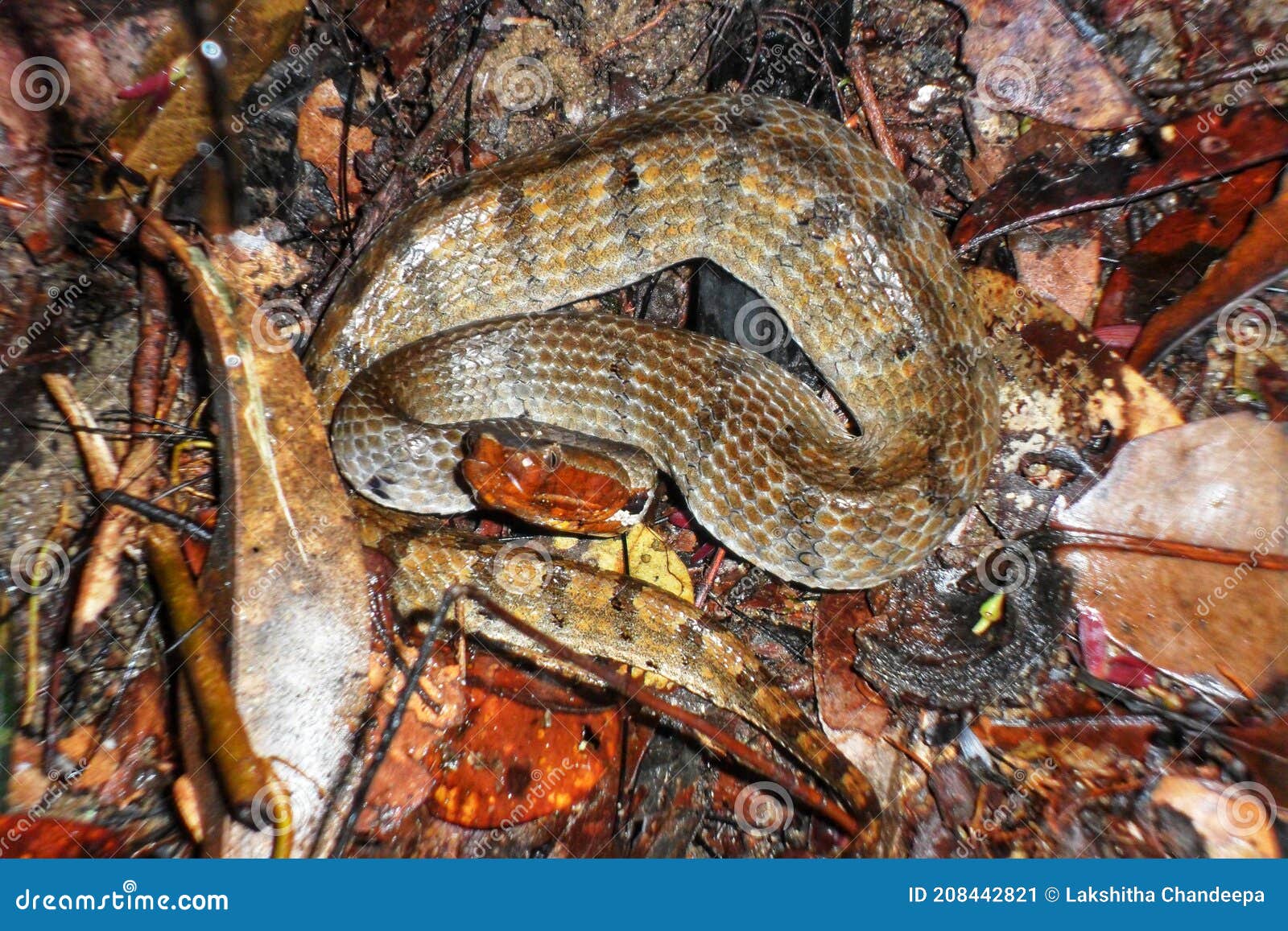 Serpente Azul De Cobra De Víbora Cabeça De Serpente De Víbora Foto