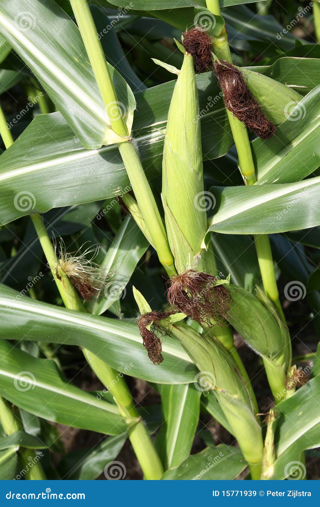 cobs of corn in a cornfield