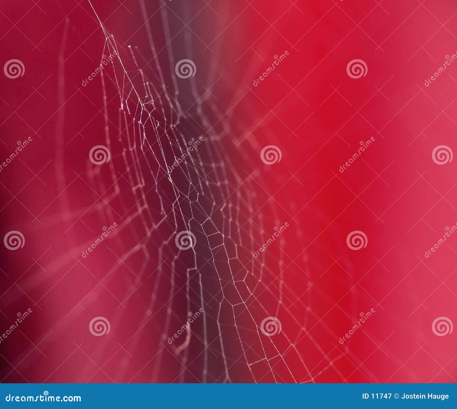 Cobweb stock image. Image of catch, colour, closeup, cobweb 11747