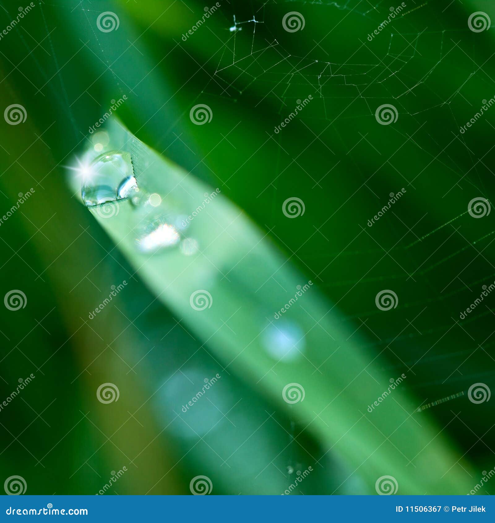 Cobweb with sparking drop dew on green background