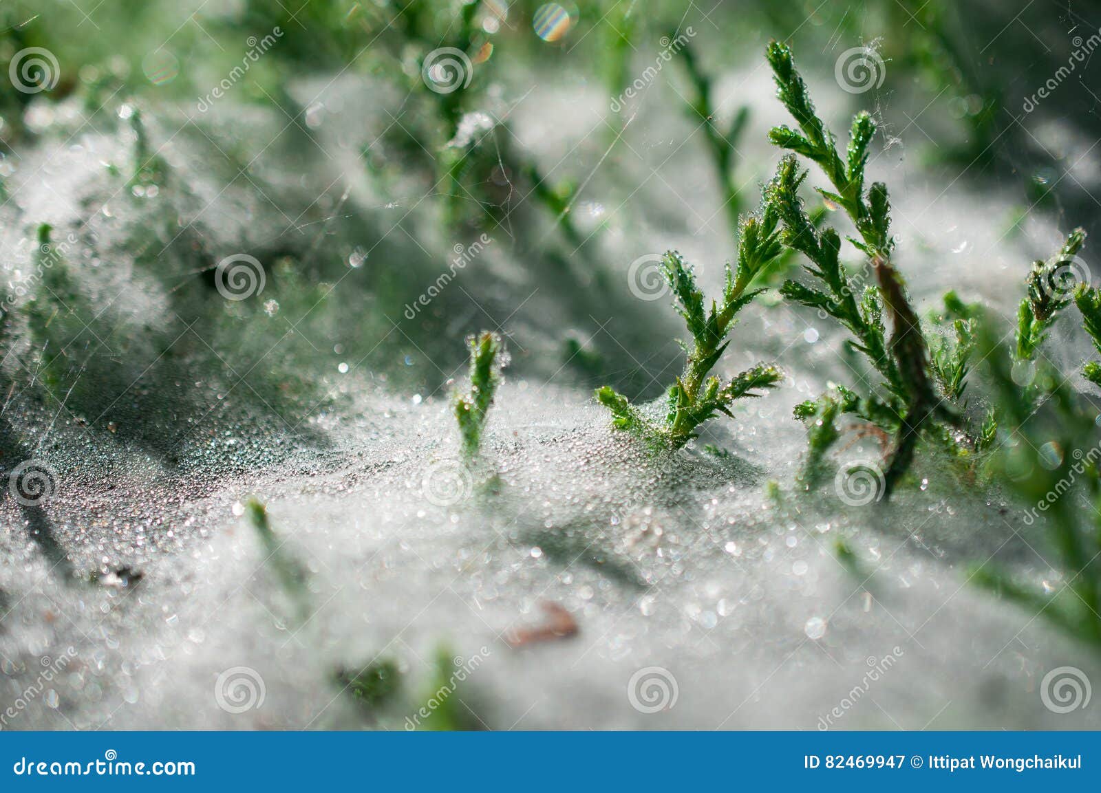 cobwebs on the grass with dew drops - selective focus, water drops on web in forest