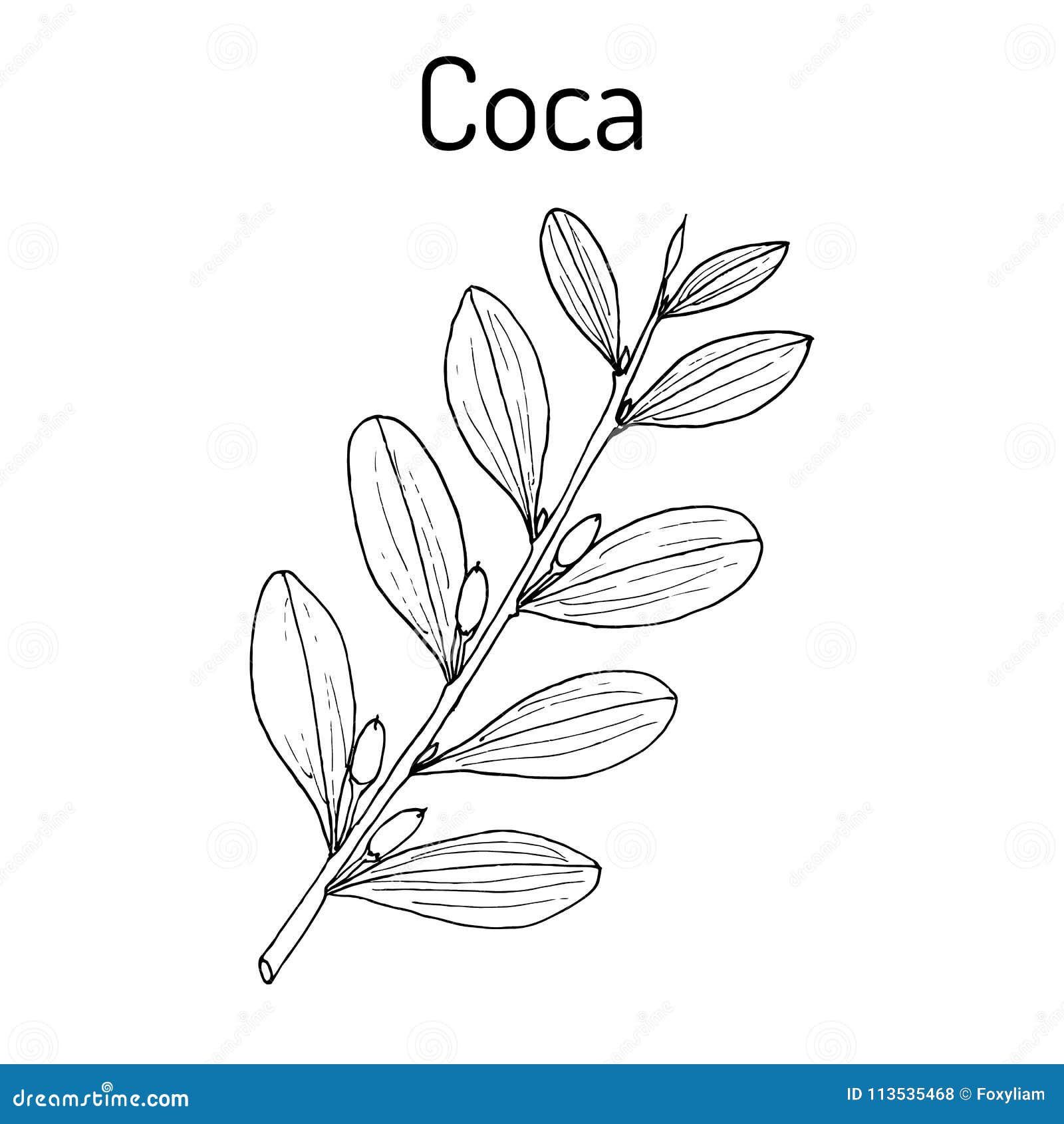 Coca Del Erythroxylum Ilustración Del Vector Ilustración del Vector