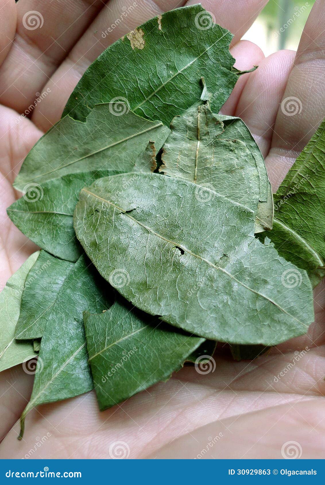 Coca leaves stock image. Image of green, herb, leaves 30929863