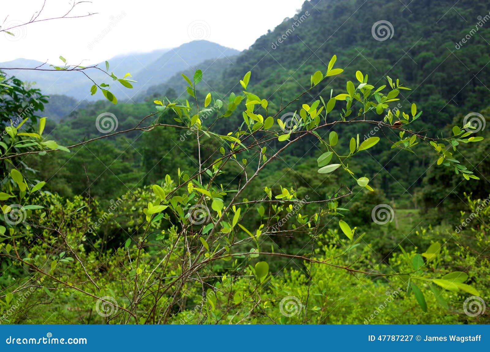 coca plantation