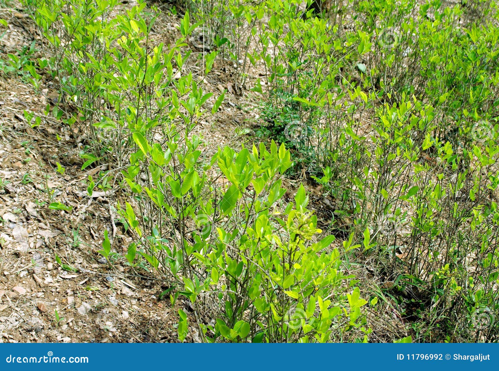 coca plants, andes mountains