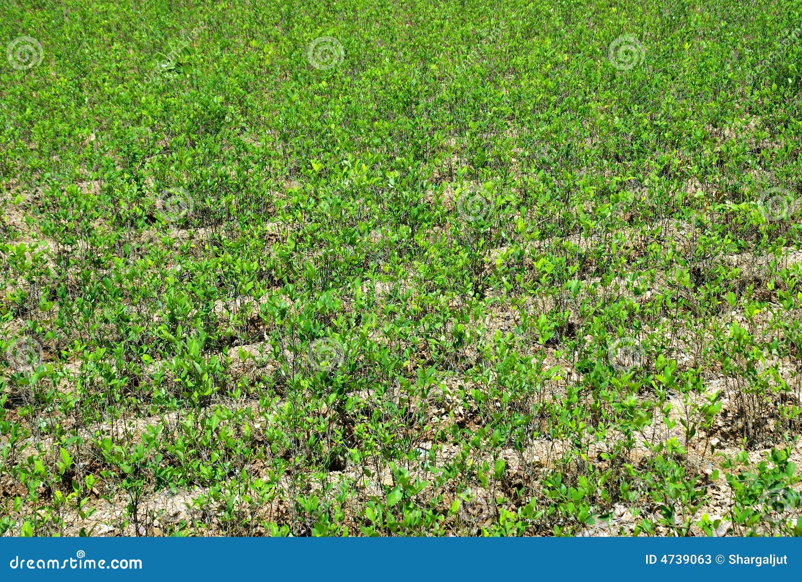 coca plants, andes mountains