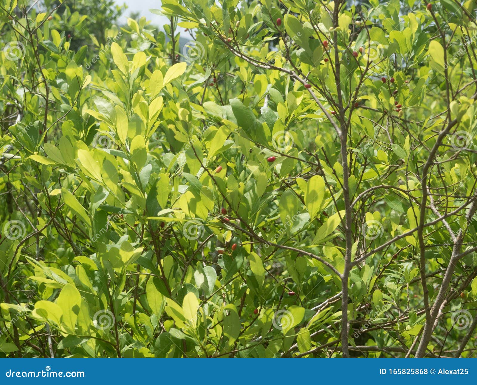 Coca plants stock photo. Image of leaf, republic, illegal 165825868