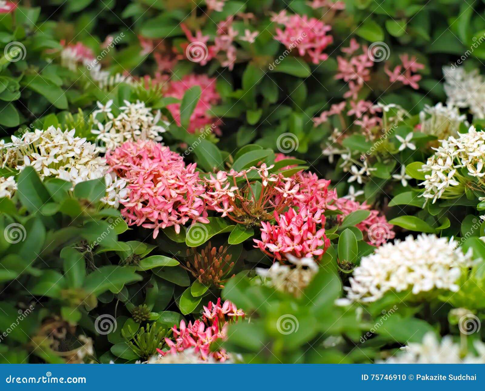 Coccinea Cor-de-rosa E Branco De Ixora Foto de Stock - Imagem de fresco,  verde: 75746910