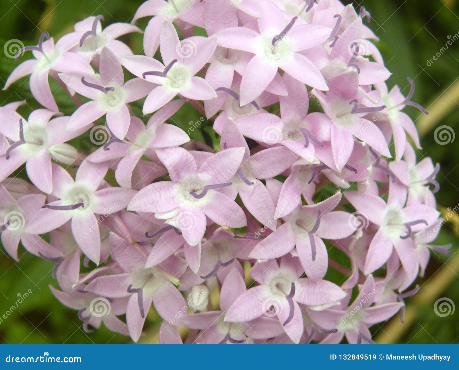 Coccinea Cor-de-rosa De Ixora Imagem de Stock - Imagem de jardim,  florescer: 132849519