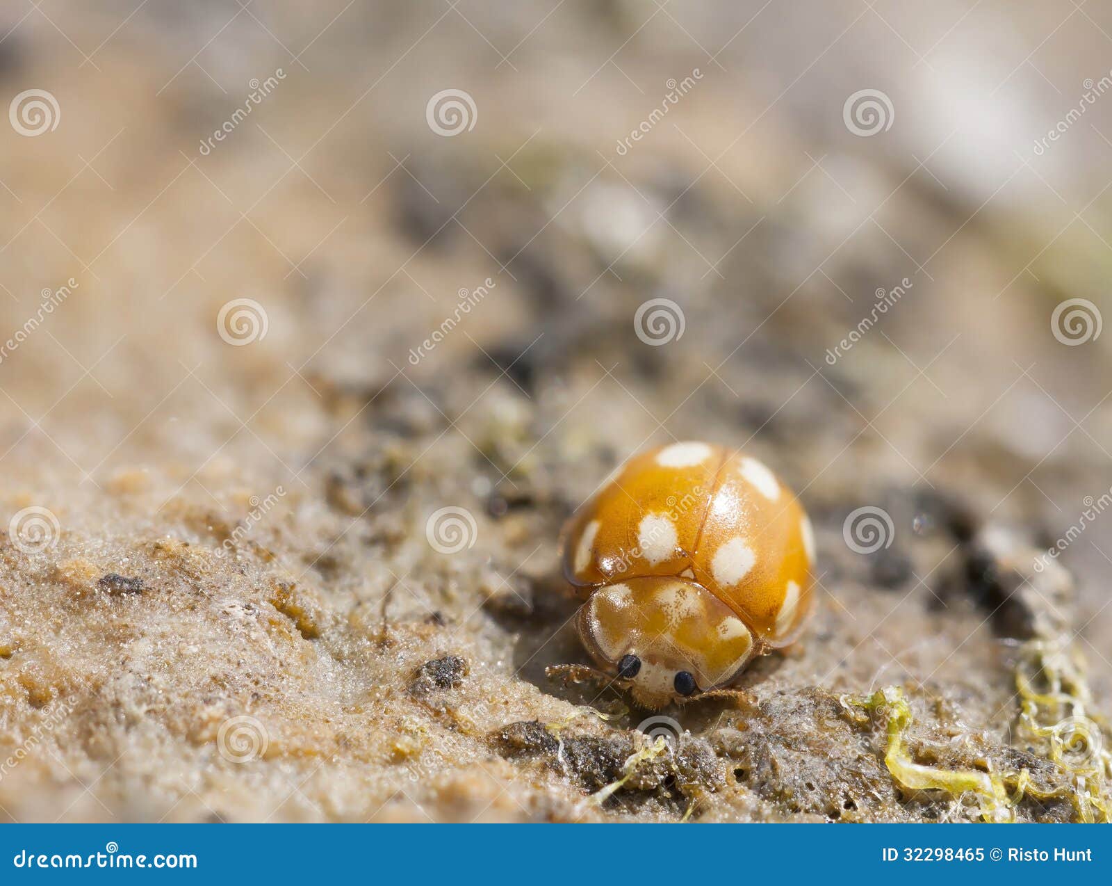 coccinella arancione coccinella arancione