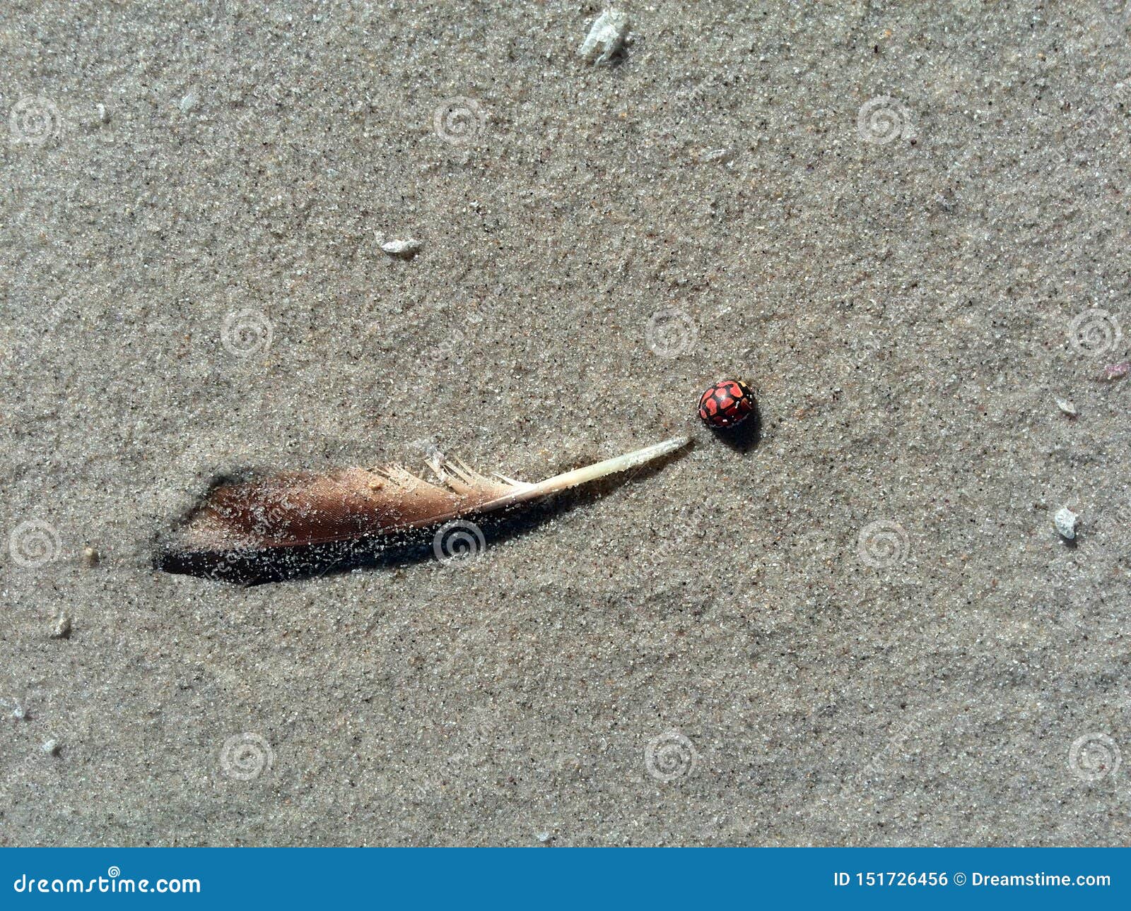 Coccinella pennuta su una spiaggia. Coccinella che cammina fuori da una piuma su una spiaggia