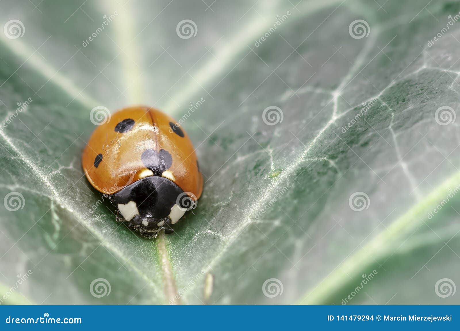 Coccinella Septempunctata Known As Seven Spot Ladybird Seven Spotted Ladybug C 7 Or Seven Spot Lady Beetle Stock Photo Image Of Environment Plant Coccinella Septempunctata Known As Seven Spot Ladybird Seven Spotted Ladybug C 7 Or Seven Spot Lady Beetle Stock Photo Image Of Environment Plant