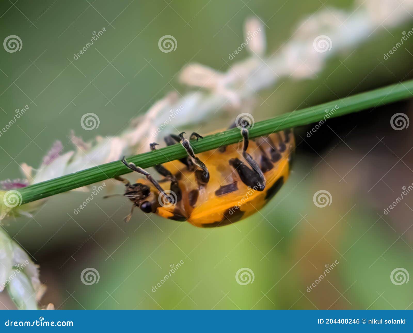 coccinella transversalis insect on leaf garden coccinella transversalis insect eating