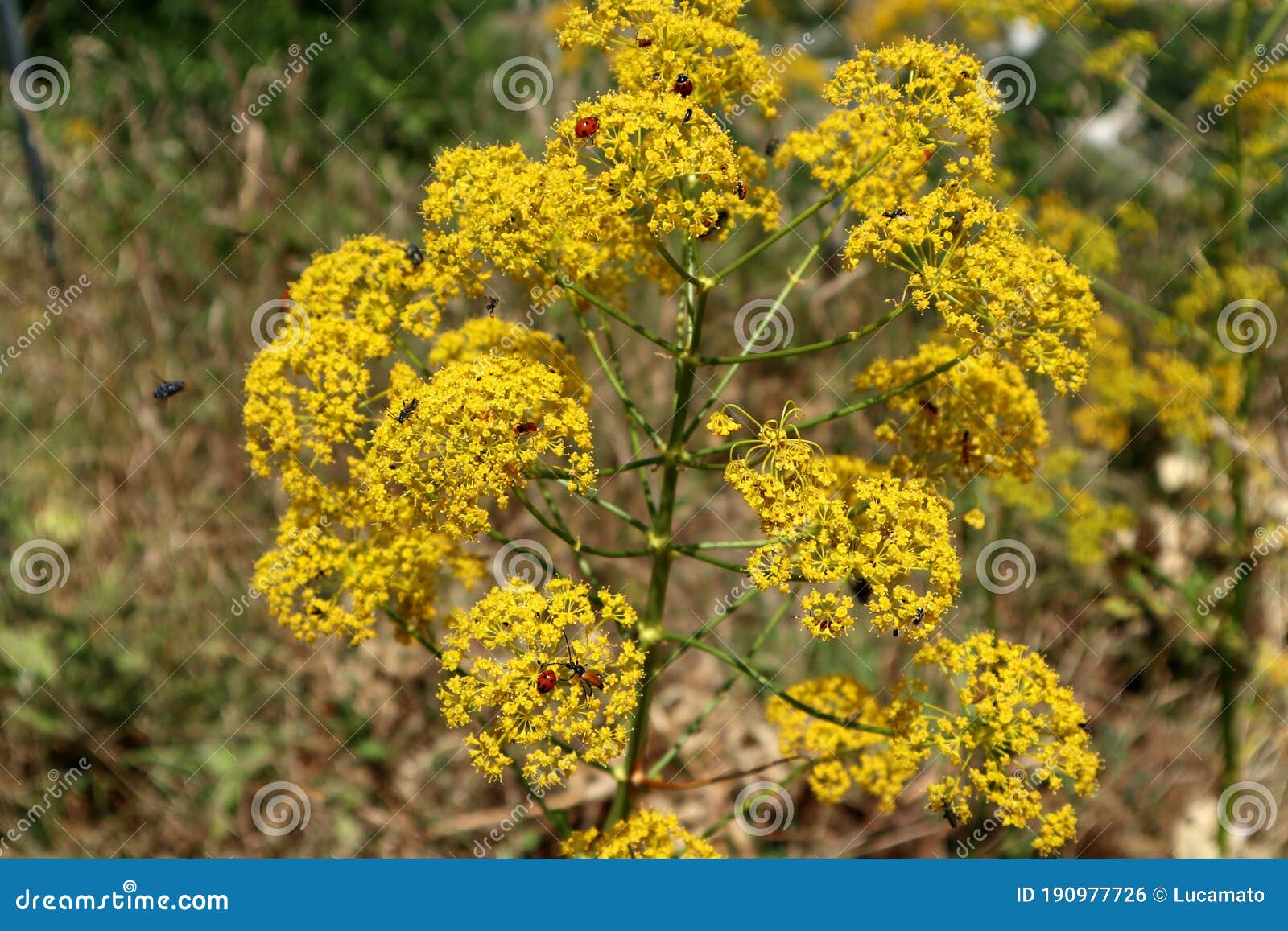 coccinelle su arbusto di fiori gialli