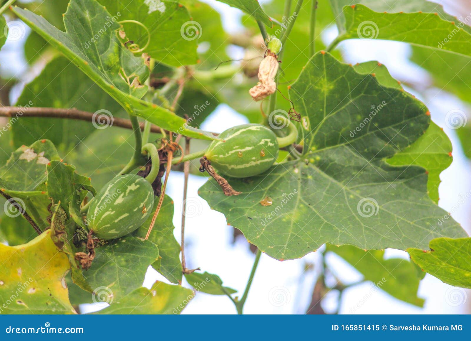 cocina or ivy gourd at my garden. green vegetables are used widely in indian cuisines for delicious dishes and culinary art