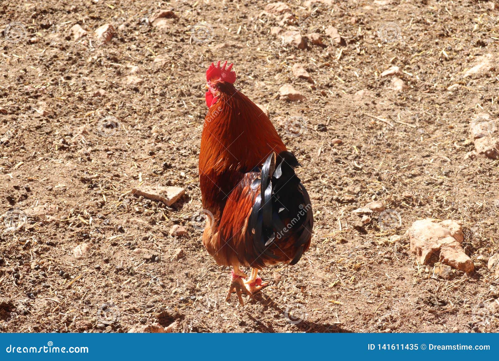 The In The Barn Colors Are Bright Stock Image Image Of Fowl