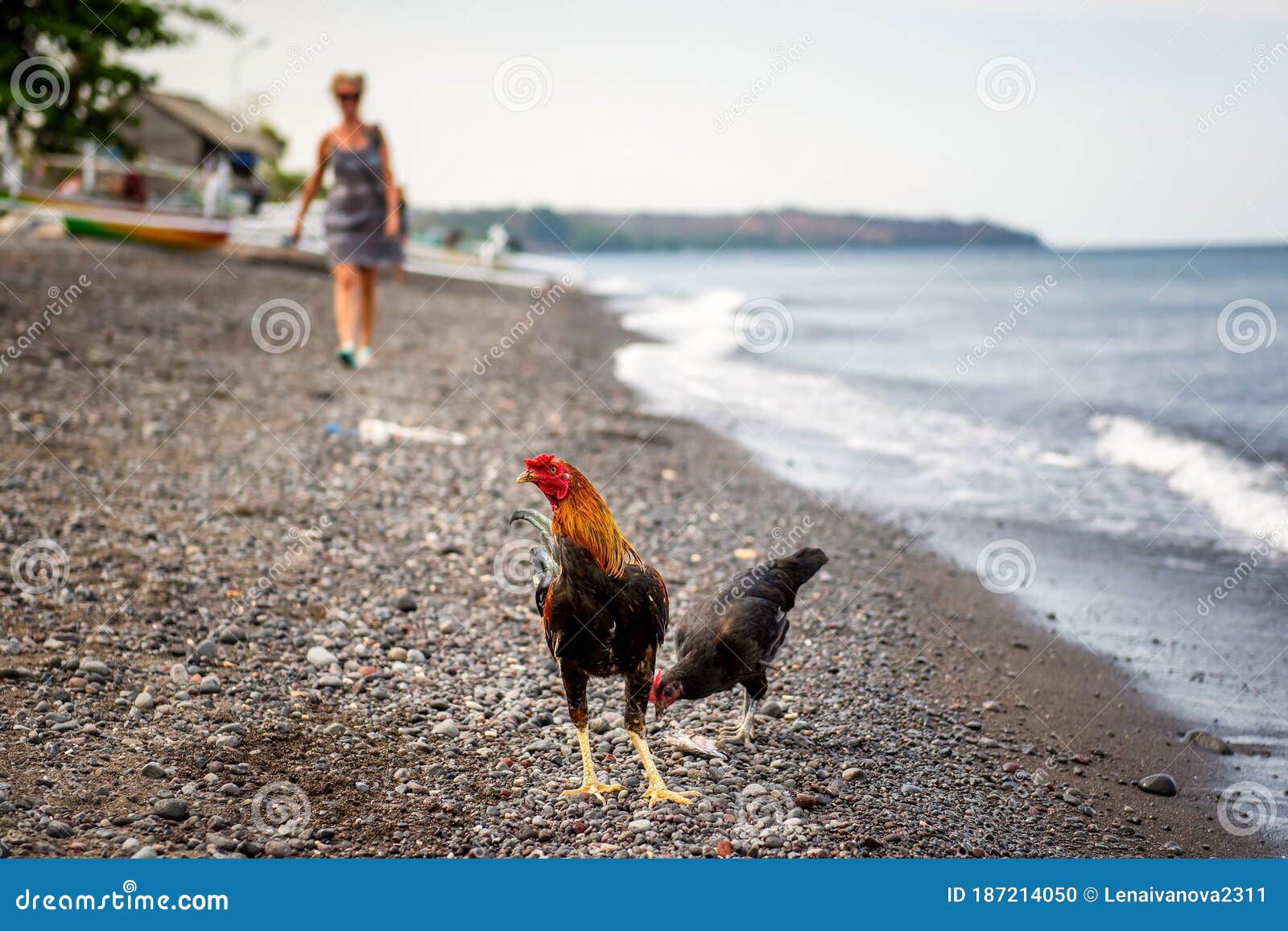 a cock on the beach in amed, bali, indonesia