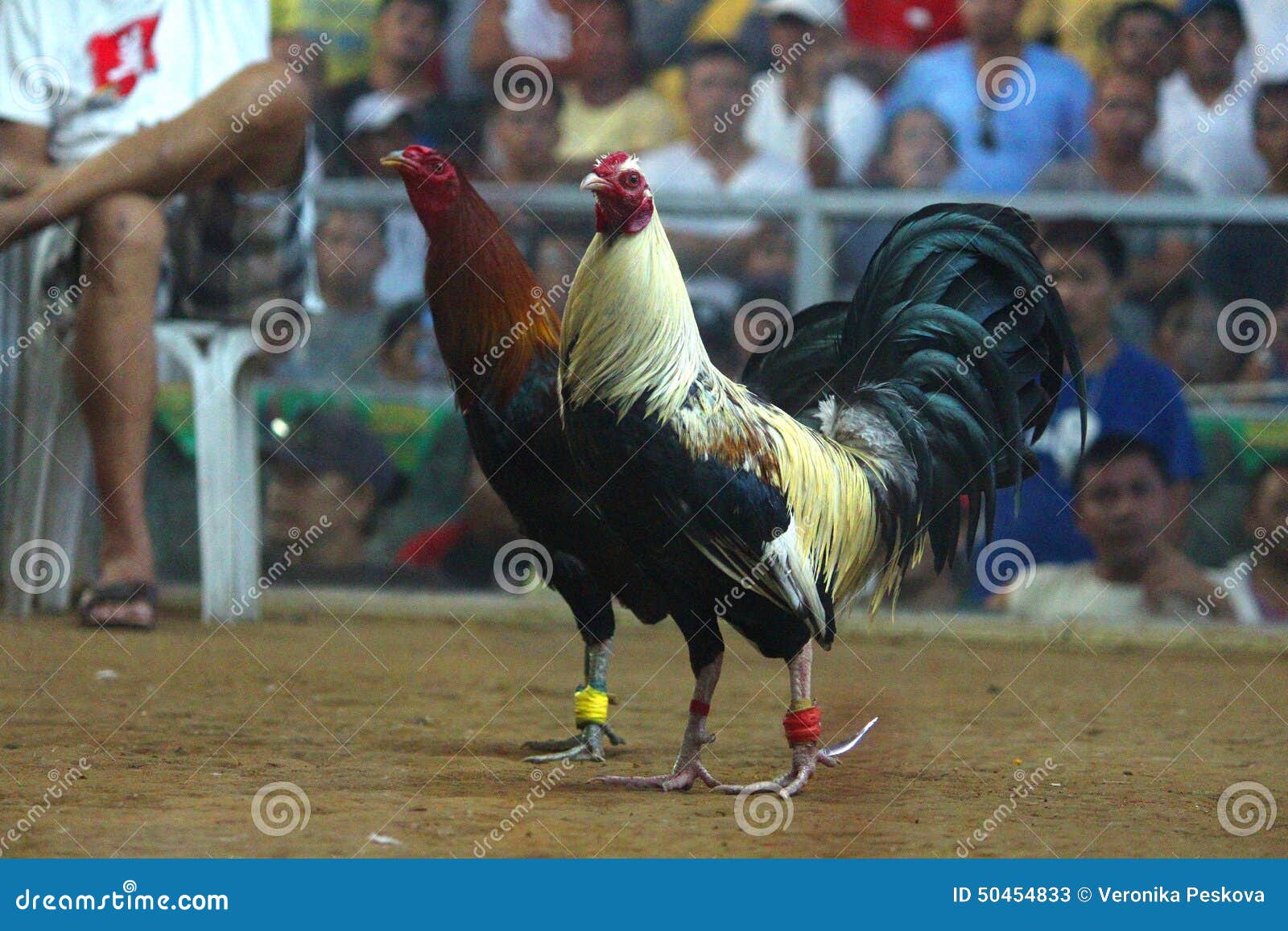 Cock Fighting In Philippines 89