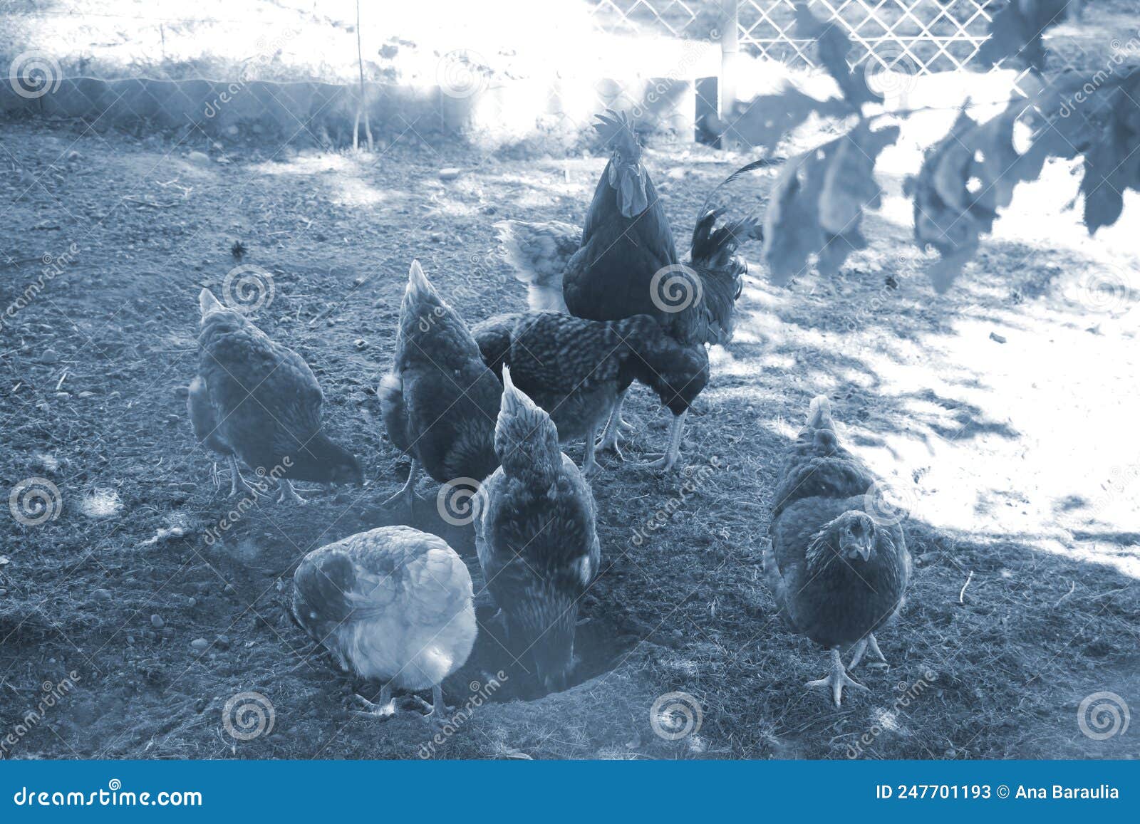 cock and hen in thefarm yard. selective focus