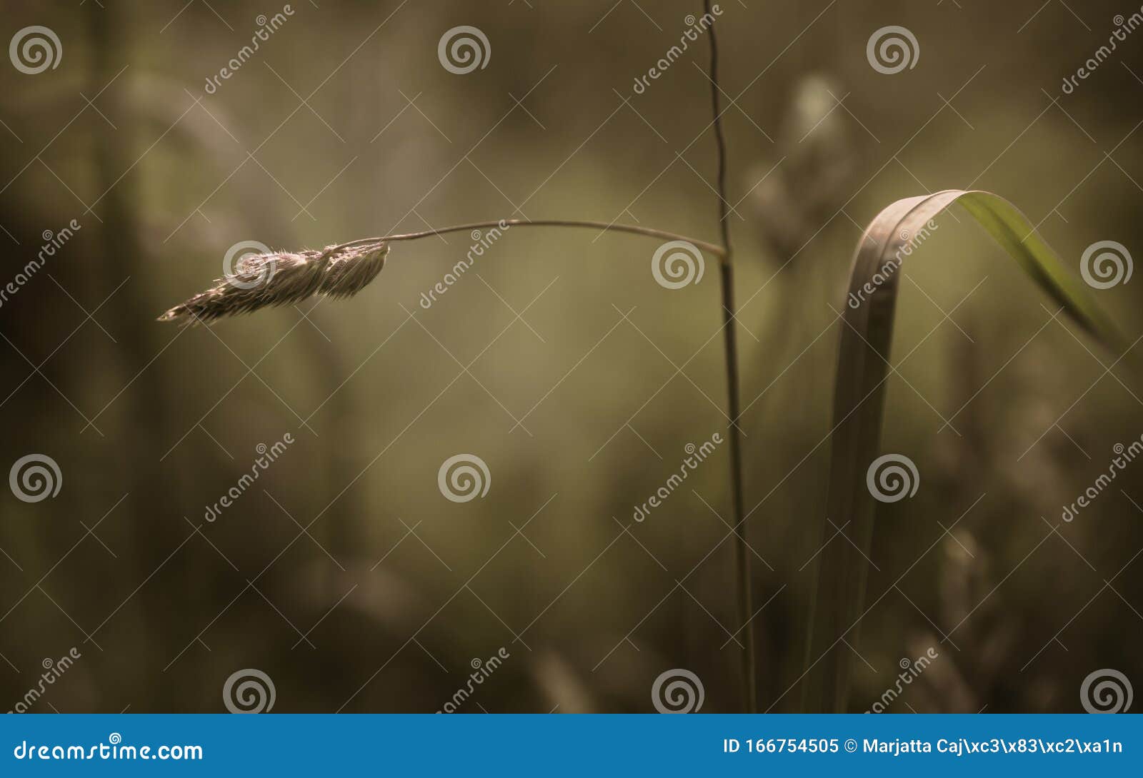 Serene Nature Grass Desktop Wallpaper Stock Image - Image of spring