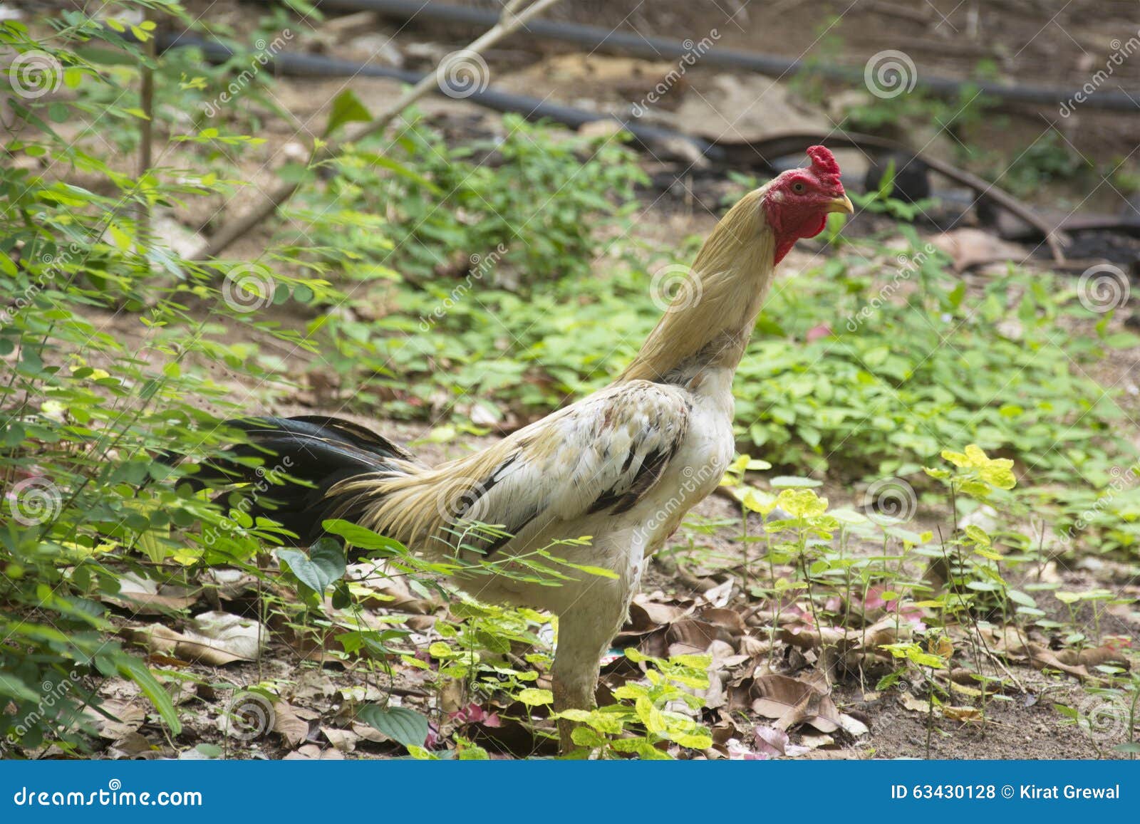 Thailand Cock 100