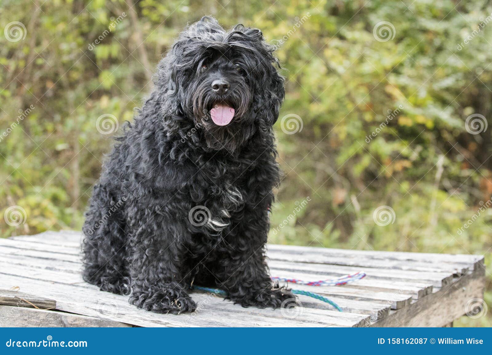 CockapooHund mit Katarakt stockbild. Bild von spaniel 158162087