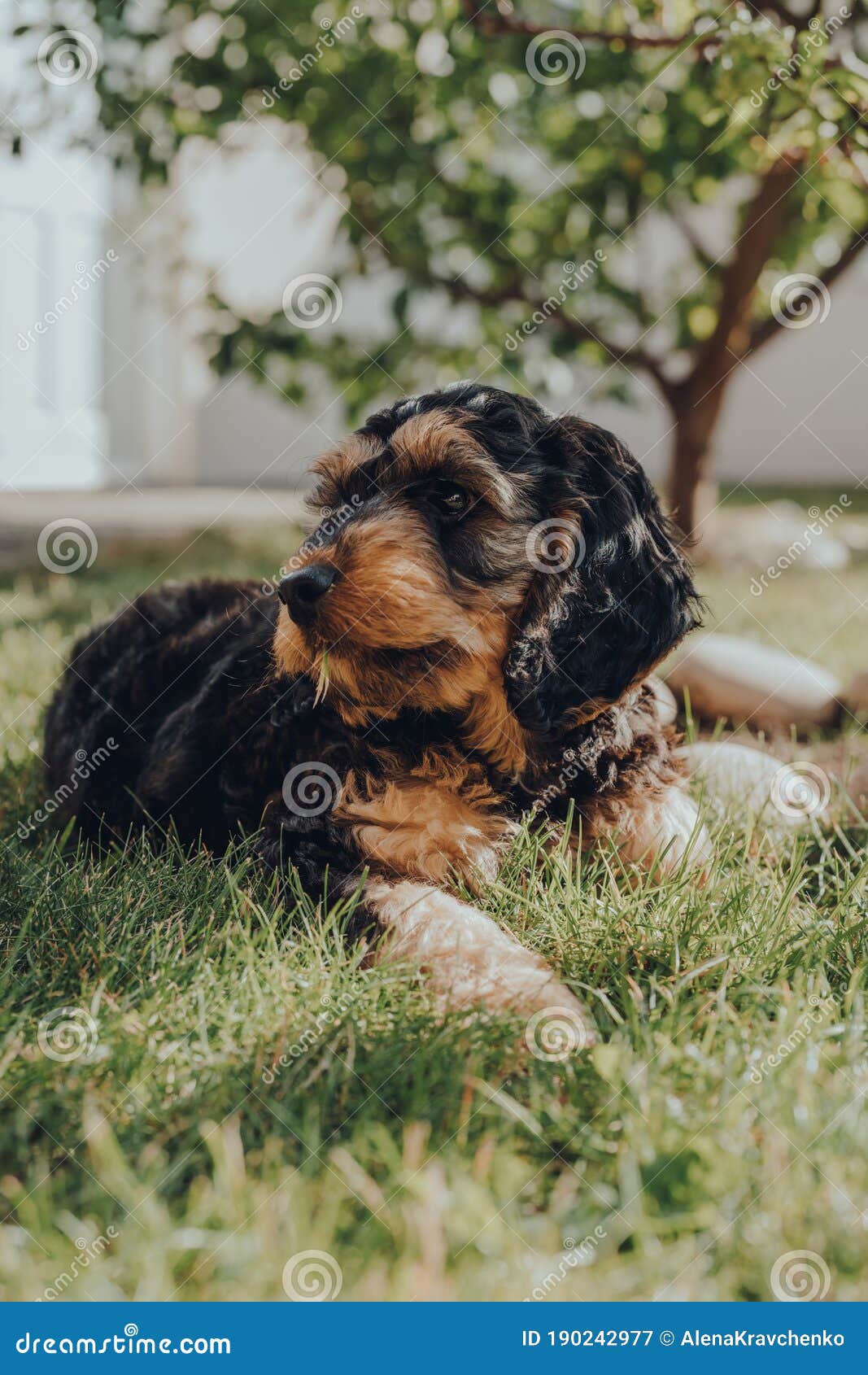 working cockapoo puppies